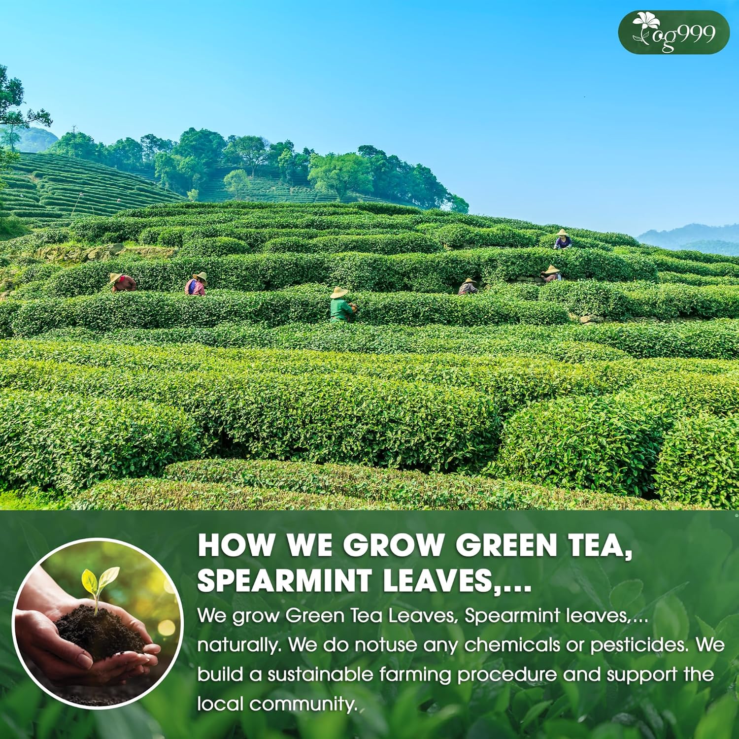 Premium Matcha Green Tea Bags | Blend of Sencha, Green Tea, Spearmint & Orange Slices